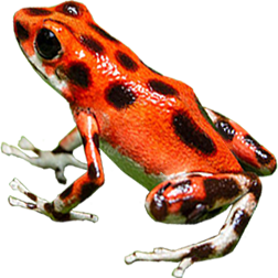 Bastimentos Dart Frog